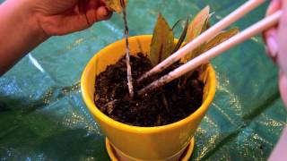 Growing bay leaf in containers propagation failure [upl. by Durstin]