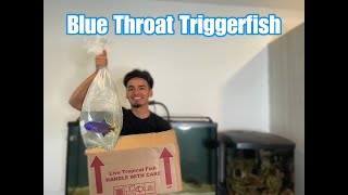 Buying a Blue Throat Triggerfish [upl. by Nylirrehs]