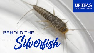 Behold the Silverfish or How To Deal With Silverfish [upl. by Saraann]