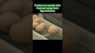 The problem of egg sanitation when raising pastured laying hens pasturedpoultry chicken egg [upl. by Larok]