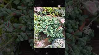 Discover the Beauty of Corpuscularia lehmannii Succulent Plant tinyplants plantlove [upl. by Barnaby]