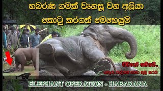 aggressive elephant captured in habarana to transfer to horouwp elephant operation elephant [upl. by Peale]