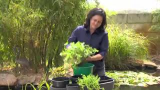 Greenfingers  Floating baskets Using plants to filter your pond [upl. by Esinrahc509]