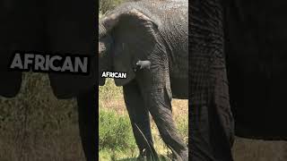 Blue Whale vs African Elephant Epic Comparison [upl. by Eimerej]