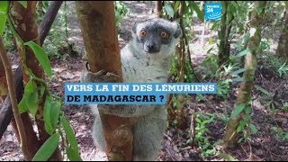 Vers la disparition des lémuriens de Madagascar [upl. by Annauqaj120]