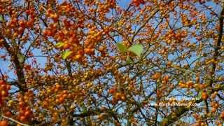 Malus x Evereste Crab Apple [upl. by Sibyls206]