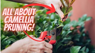 How and When to Prune a Camellia [upl. by Atinnod12]