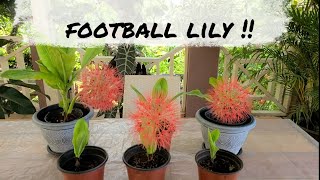 Growing Football lily Scadoxus multiflorus in Warmer Climates [upl. by Sire]