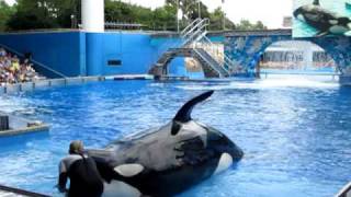 Sea World Orlando Shamu Шоу касаток Believe 3 [upl. by Arramat]