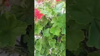 Geranium cover coversong geranium gardening flowerplants redflower trendingreels dekhona [upl. by Hulen]