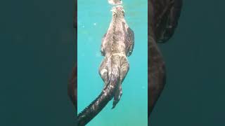 Snorkeling with Marine Iguanas  Galápagos Islands  Lindblad Expeditions [upl. by Falo982]