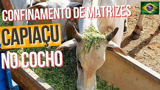 CONFINAMENTO DE MATRIZES NELORE  TRATO COM CAPIAÇU VERDE NO COCHO [upl. by Ahcas761]