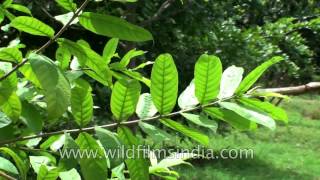 Kutaja or Wrightia tinctoria or Pala indigo plant A medicinal plant [upl. by Anoek]