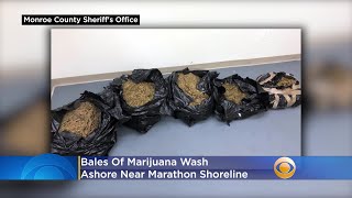 Bales Of Marijuana Wash Ashore In Marathon [upl. by Eniala]