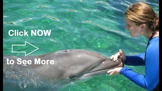 Miami Swim with Dolphin Tours and Tickets [upl. by Anes]