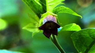 Poisonous Plants 121 Deadly vs Woody Nightshade [upl. by Sucramal]