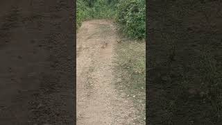 Grey Patridge or grey francolin fight [upl. by Rikki228]