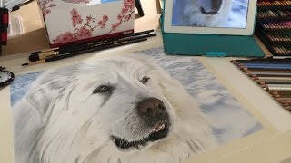 Drawing Pyrless the Great Pyrenees Mountain Dog [upl. by Siusan]