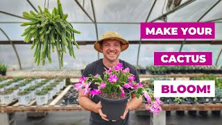 How to Make Your Christmas Cactus Bloom 🌵Care and Propagation Tips [upl. by Anippesuig]