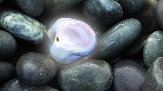 Agates and other gemstones at Birdlings Flat New Zealand  rockhounding on a stormy beach [upl. by Burnham51]