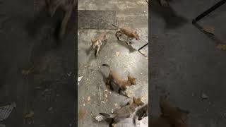 Coyote Pups In House Going crazy Too many [upl. by Seavey]