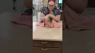 Kitty purrito 🙀vettechlife [upl. by Zipah]