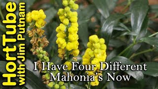 I Have Four Different Mahonia Varieties In My Garden Now [upl. by Harahs246]