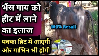 भैंसगाय को हीट में लाने का इलाजTretment of Anoestrus in CowBuffaloHeat mein kase laaye [upl. by Sirrap]