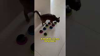 Ele até apelou pra mamãe 😂 gatos gatosfofosgatofalante gatoquefala trigatos theycantalk [upl. by Akinej]