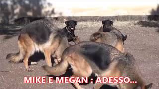 Rottweiler aggressivi verso propri simili gatti e bambini  recupero [upl. by Laoj]