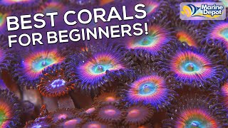 TOP 6 Corals for Complete Beginners  Make a Colorful and Simpler Reef Tank with Mushroom Corals [upl. by Benson]