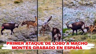 💥 Primer ATAQUE DE LOBO IBÉRICO a un MACHO MONTÉS grabado por un cazador en GREDOS 💥 ¡EXCLUSIVA🐺 [upl. by Hannad]