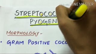 STREPTOCOCCUS PYOGENES  microbiology handwritten notes [upl. by Esra]