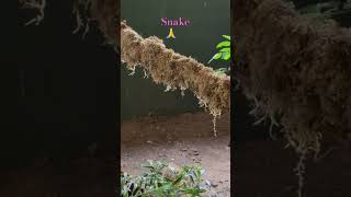 Katraj snake park lake in Pune followers viralvideo snake trendingshorts katrajzoo viralshort [upl. by Ytisahc902]