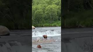 Katmai National Park  Bears Enjoying the Refreshing River Waters🌿 [upl. by Elime]