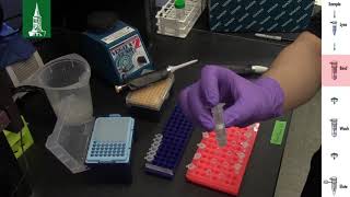 How to easily extract DNA with the QIAGEN DNeasy Blood amp Tissue Kit [upl. by Ttesil]