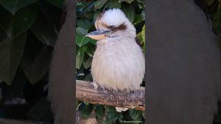 Kingfisher  Lachender Hans [upl. by Huberto543]