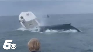 Whale capsizes boat in New Hampshire [upl. by Einwahr]