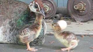 Baby Peacocks on Day Two of Life [upl. by Paza]