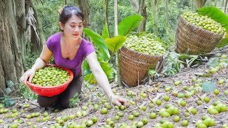 Harvesting Many Canarium Fruit Goes To Market Sell  Cook Braised Meat With Canarium [upl. by Ittap]