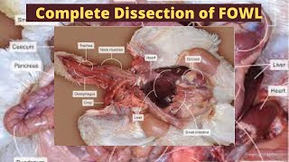 Dissection of a Fowl displaying the Digestive Respiratory and Reproductive system KET Academy [upl. by Acemahs]