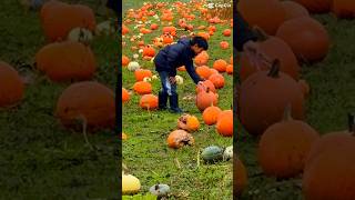 Hazelmere pumpkinpatch in Langley [upl. by Sura369]