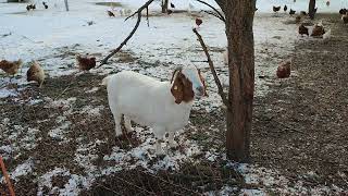 Ziegen auf der Bauernhof Weide im Schnee Österreich Gehege Anlage Hausziege Ziege Zicklein Geiß Bock [upl. by Doniv200]