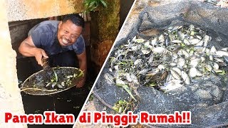 Banjir Membawa Berkah Halaman Rumah Dipenuhi Ikan [upl. by Hoxie]