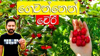 ලංකාවේ ඕනෑ තැනක හැදෙන චෙරි ඔබේ ගෙවත්තේ හදන්න  Cherry wagawa [upl. by Ahsinak]