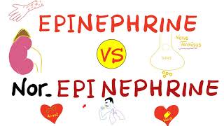 Epinephrine vs NorEpinephrine [upl. by Cordell]