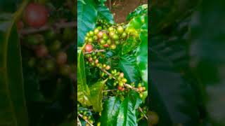 Coffee and Pepper PlantationCoorg [upl. by Hubble]