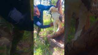 A man meet Eagle on a stump tree at the forest part 06 greattree arboria englishtree wildlife [upl. by Spiros]