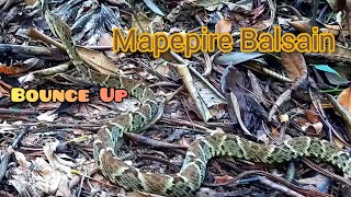 Mapepire Balsain Bothrops cf atrox trinidadandtobago wildlife reptiles highlyvenomous [upl. by Orbadiah]