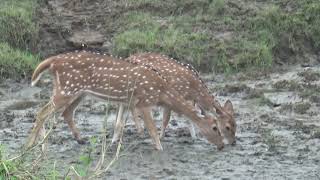 Spotted deer at Mineral licks Reason to visit Nepal [upl. by Bart150]